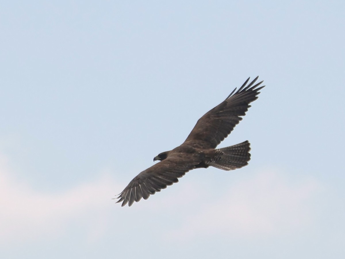 Galapagos Hawk - ML620537077