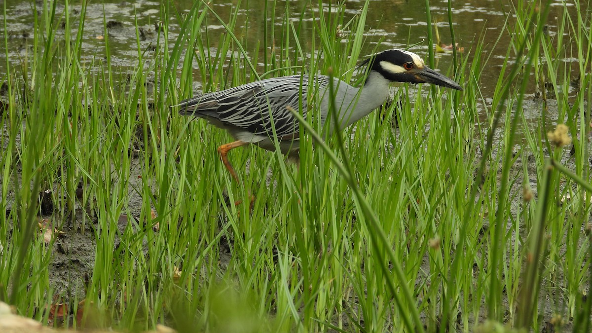 Yellow-crowned Night Heron - ML620537080