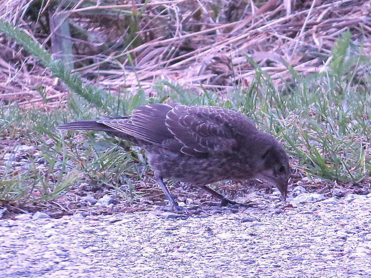 Brown-headed Cowbird - ML620537081