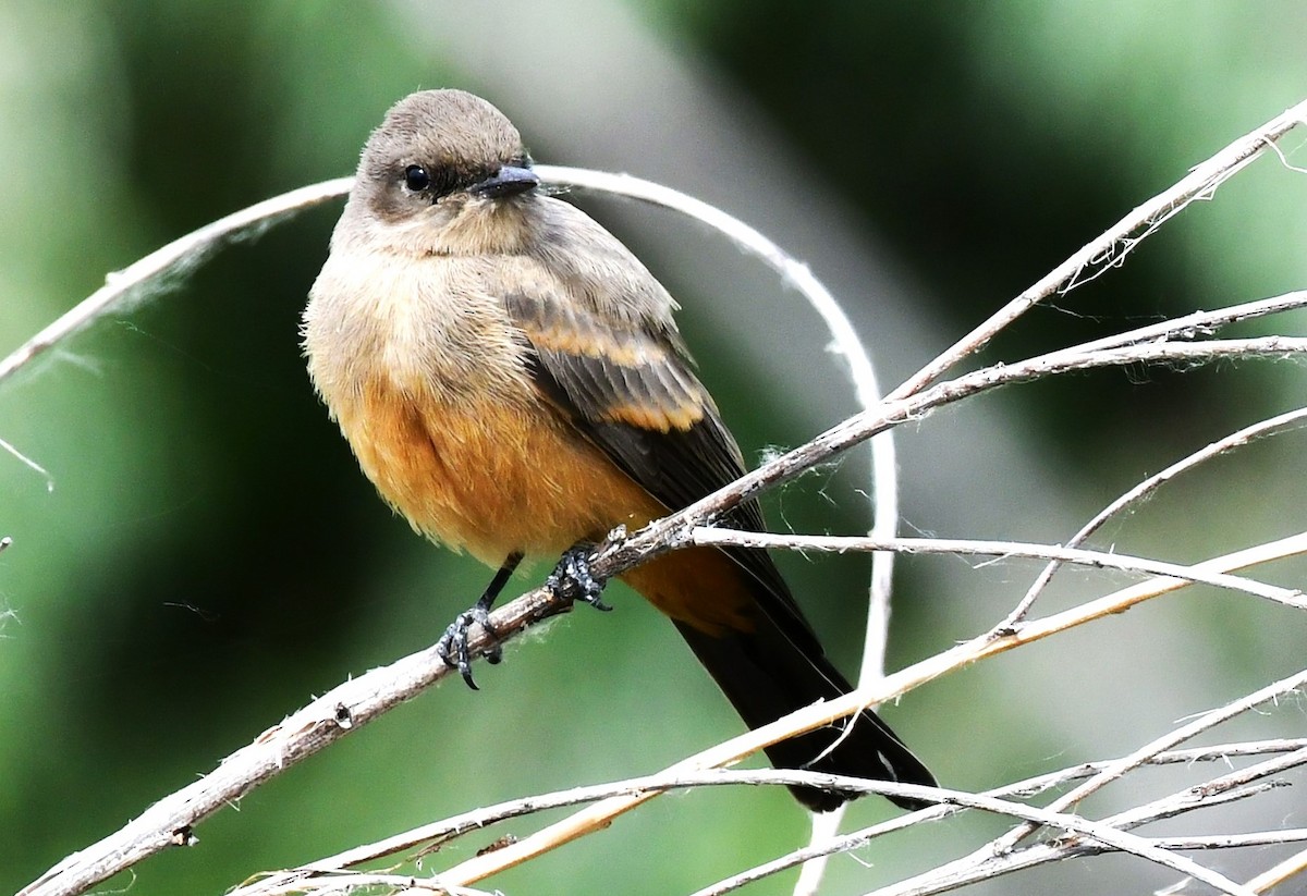 Say's Phoebe - ML620537082