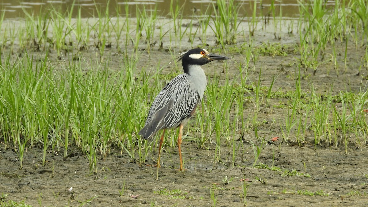 Yellow-crowned Night Heron - ML620537096