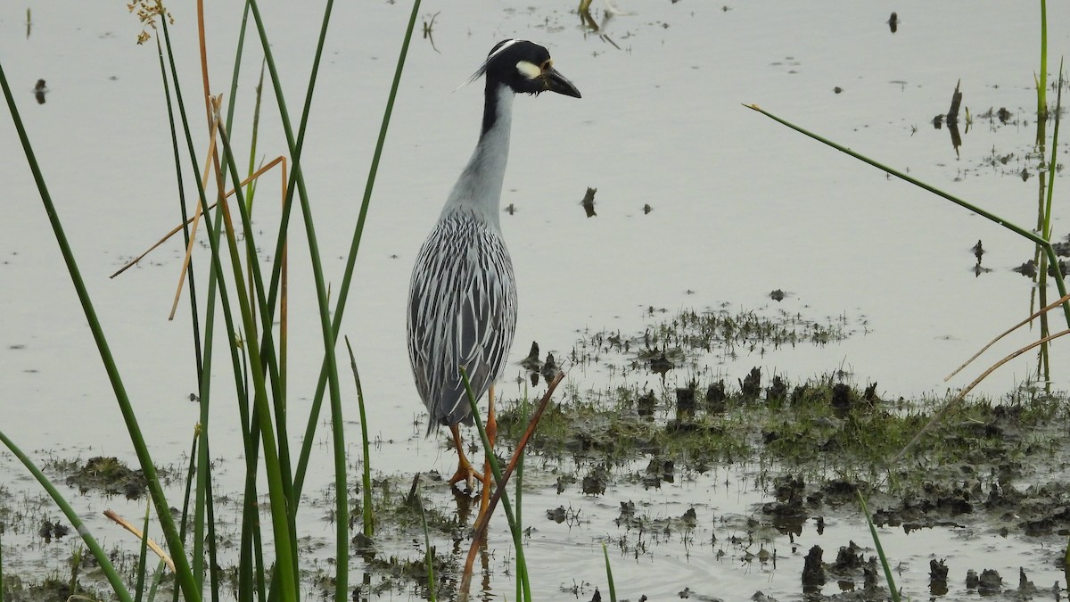 Yellow-crowned Night Heron - ML620537101