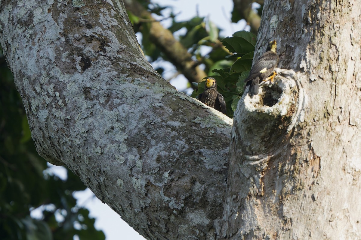 Golden-crested Myna - ML620537105