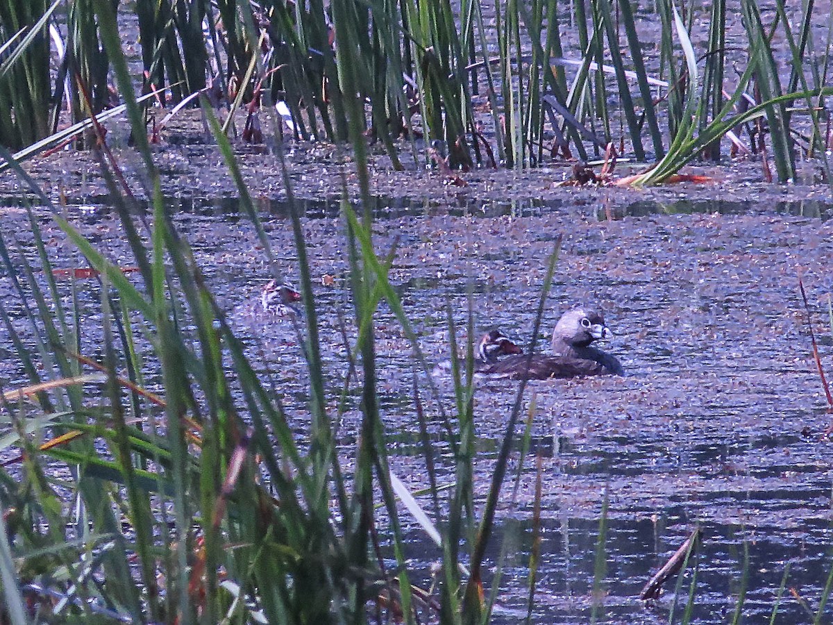 Pied-billed Grebe - ML620537114