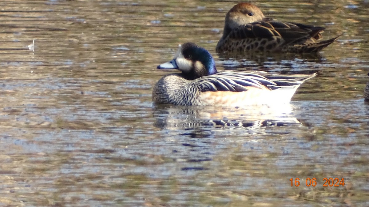 Chiloe Wigeon - ML620537124