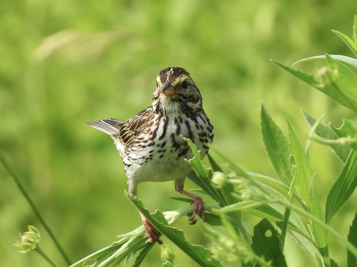 Savannah Sparrow - ML620537134