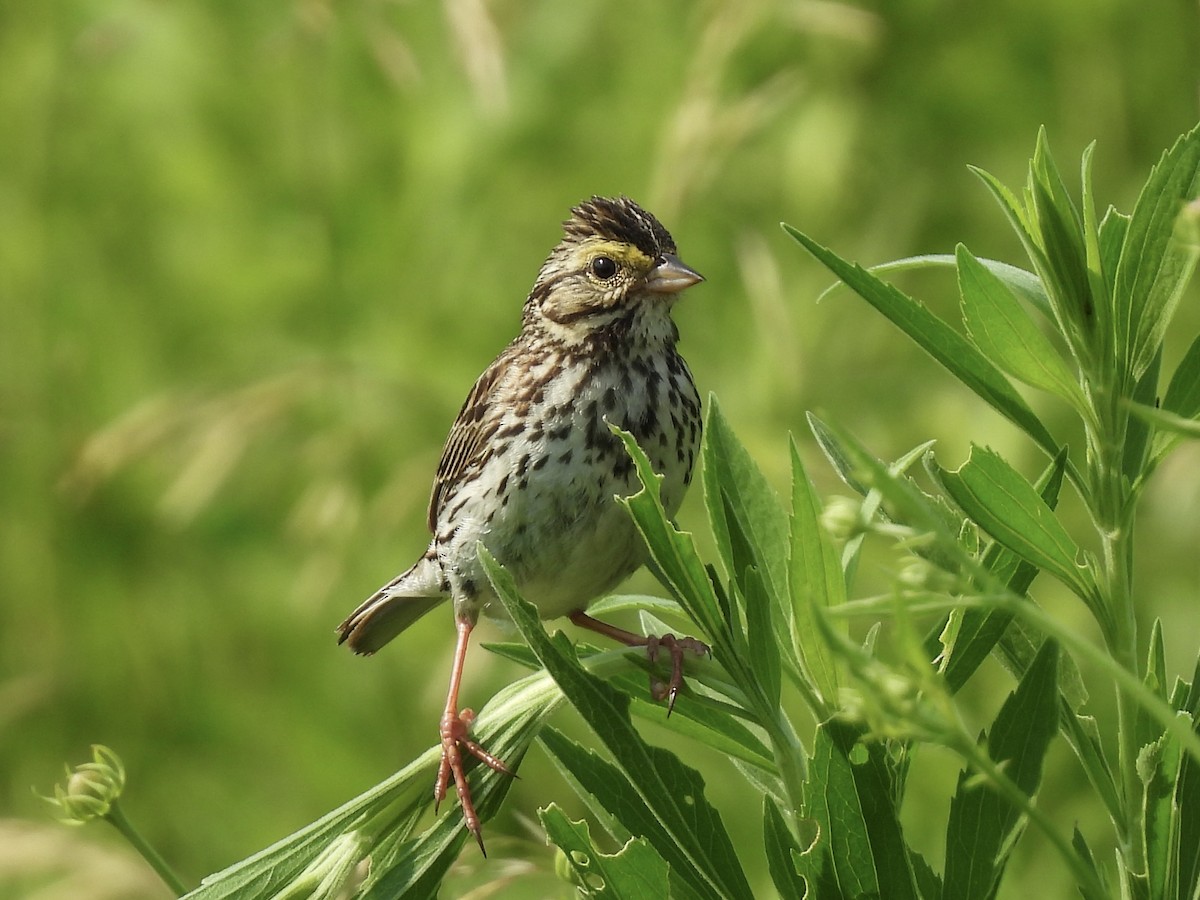 Savannah Sparrow - ML620537135