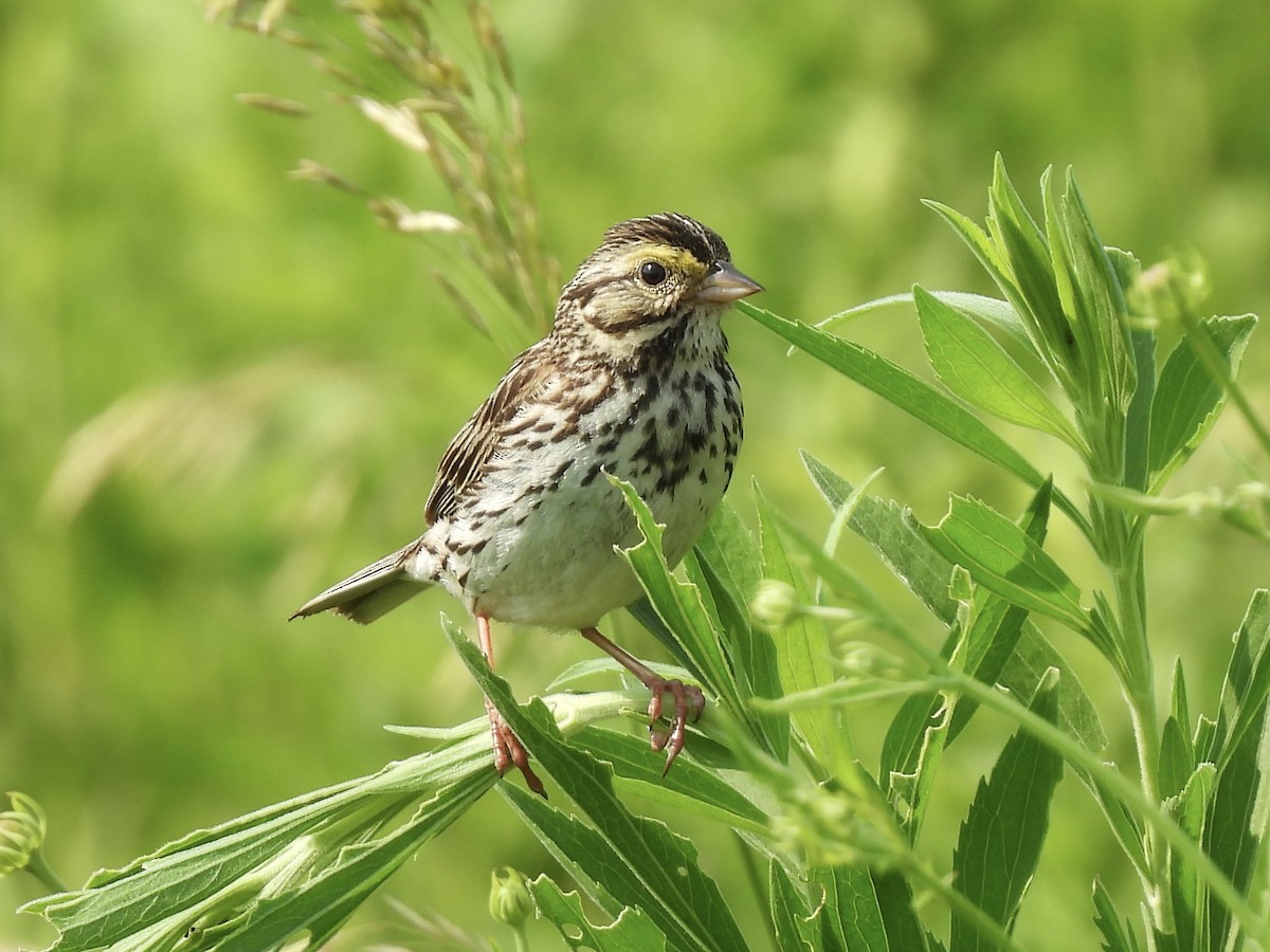 Savannah Sparrow - ML620537136