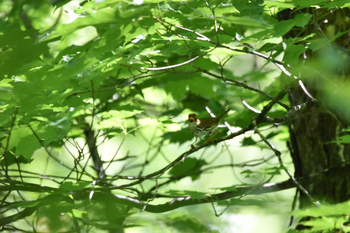 Ovenbird - Tim Wing