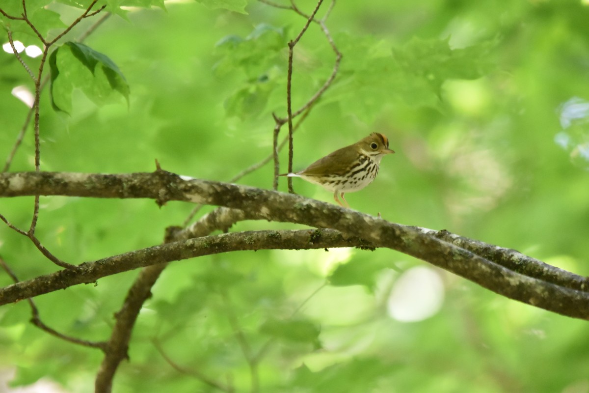 Paruline couronnée - ML620537155