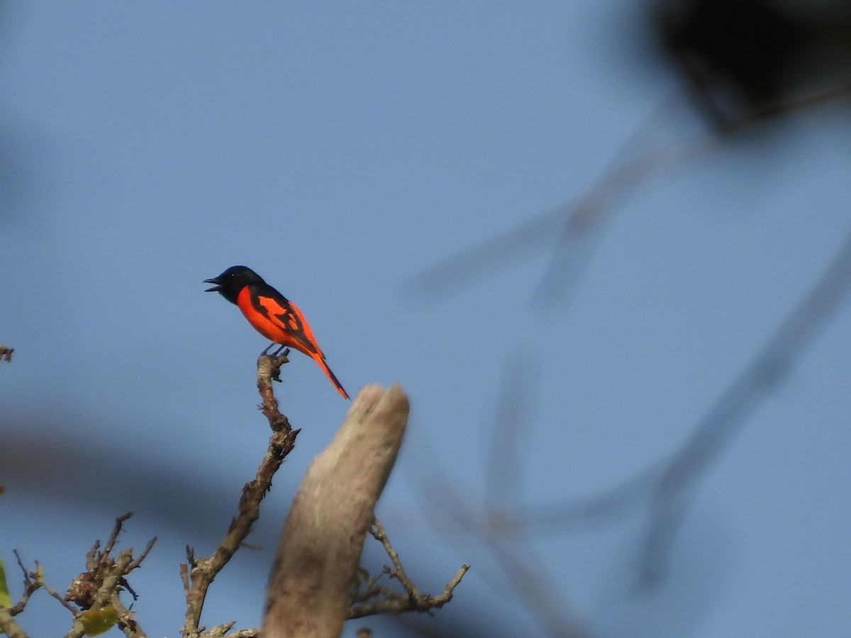 Scarlet Minivet - dhanurjay kumar