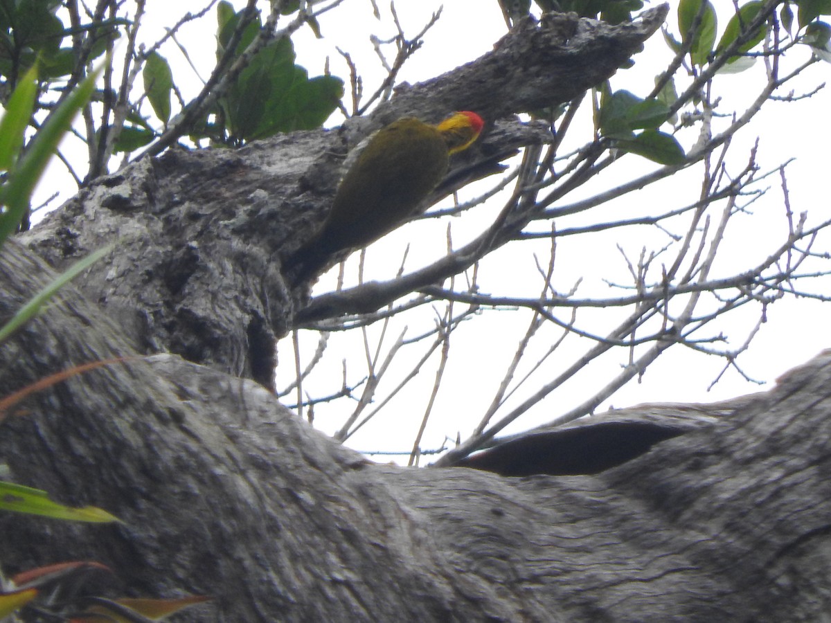 Yellow-throated Woodpecker - ML620537163