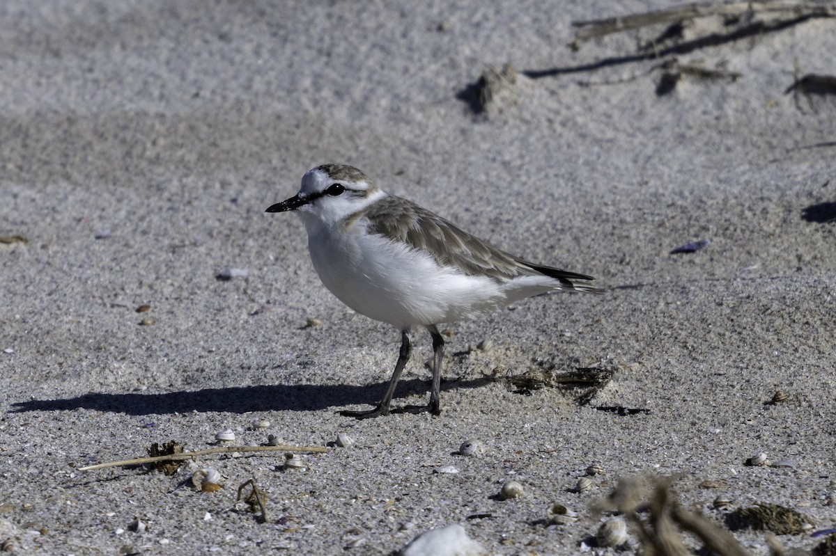 White-fronted Plover - ML620537164