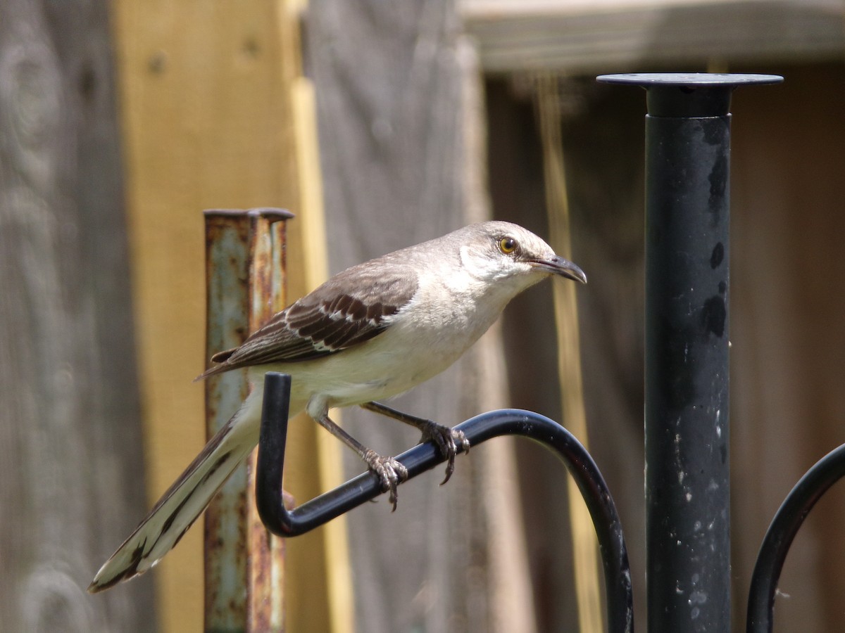 Northern Mockingbird - ML620537169