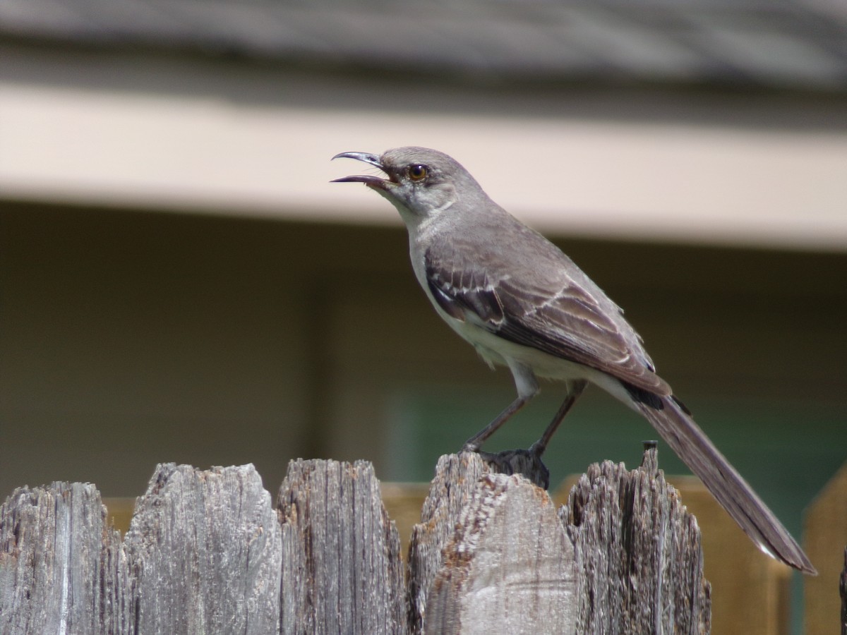 Northern Mockingbird - ML620537170