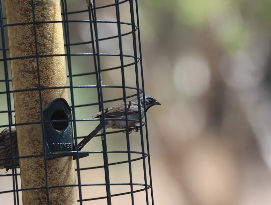 Black-throated Sparrow - ML620537173