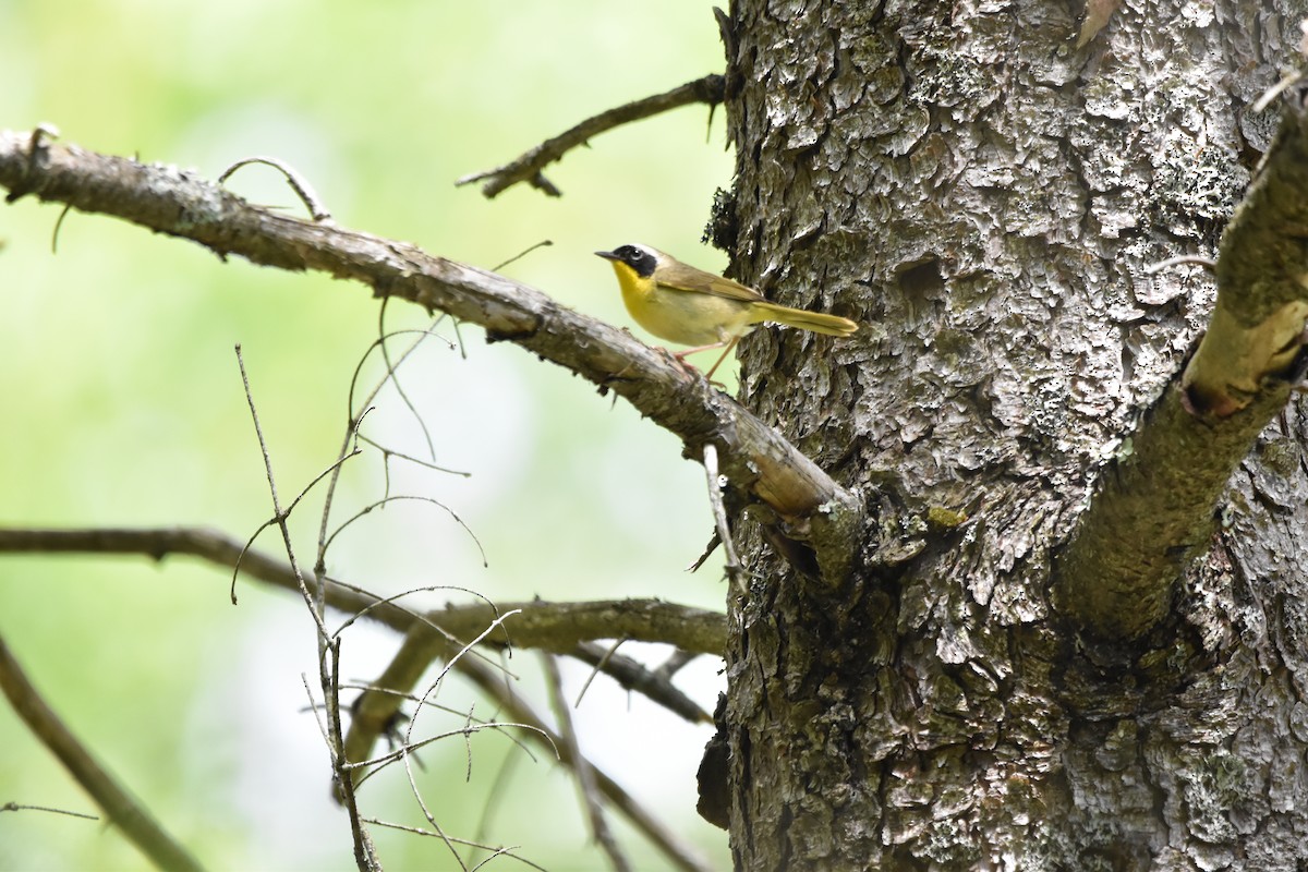 Common Yellowthroat - ML620537176