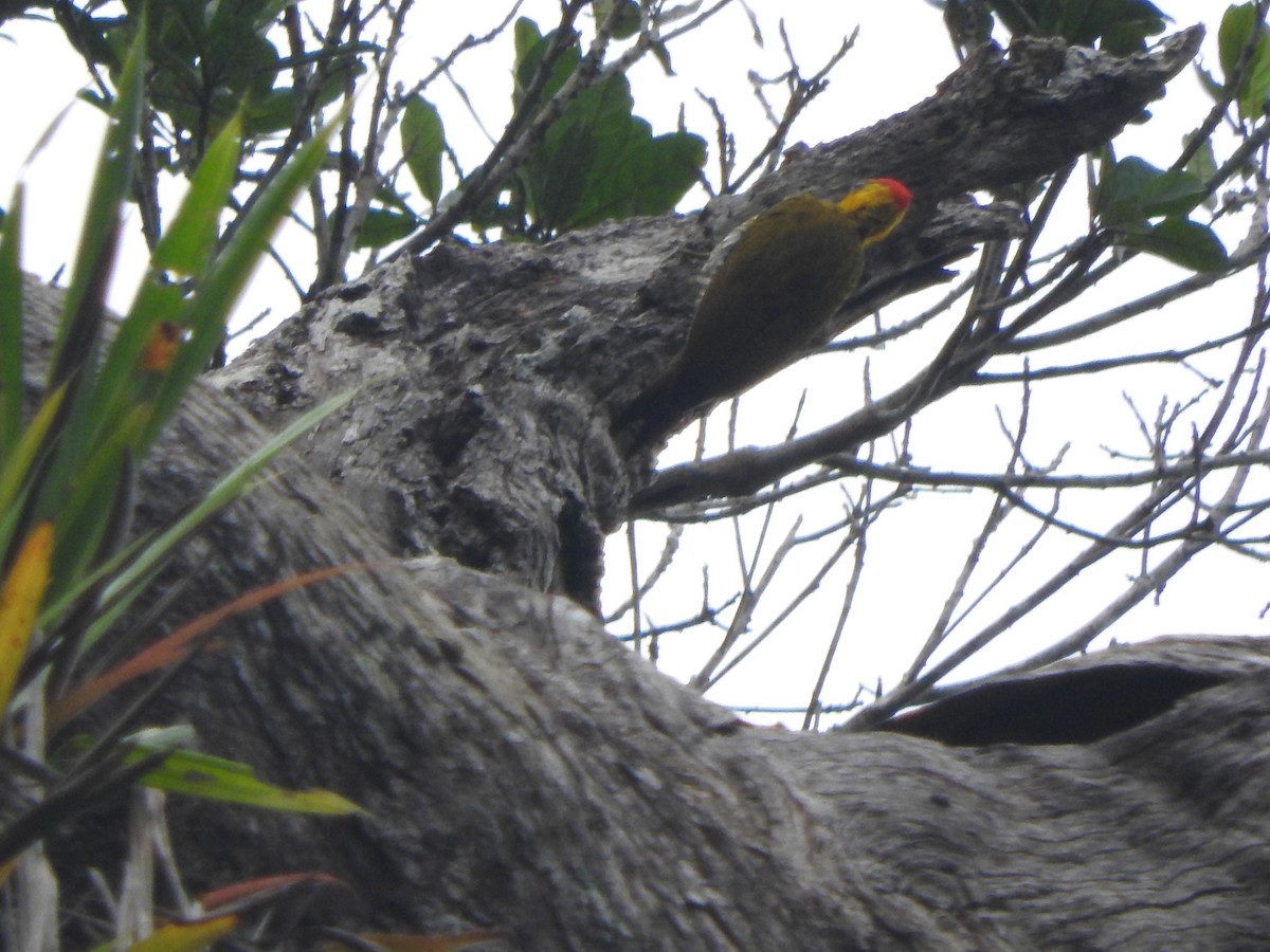 Yellow-throated Woodpecker - ML620537178