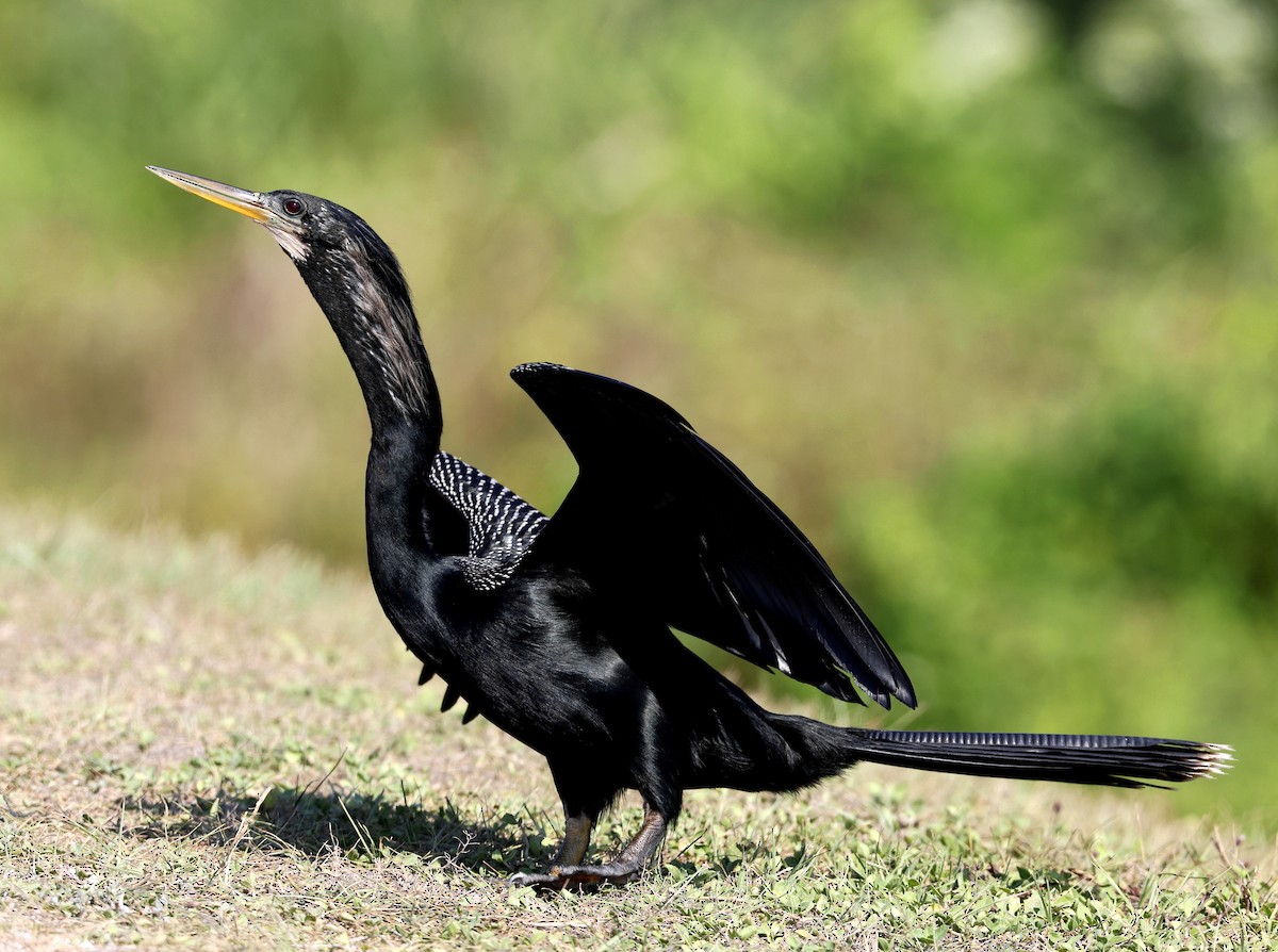 Anhinga d'Amérique - ML620537179