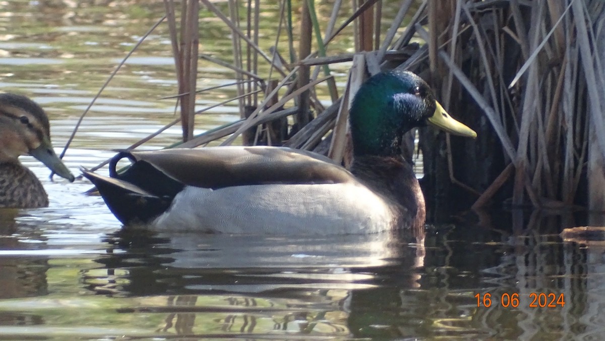 Canard colvert - ML620537187