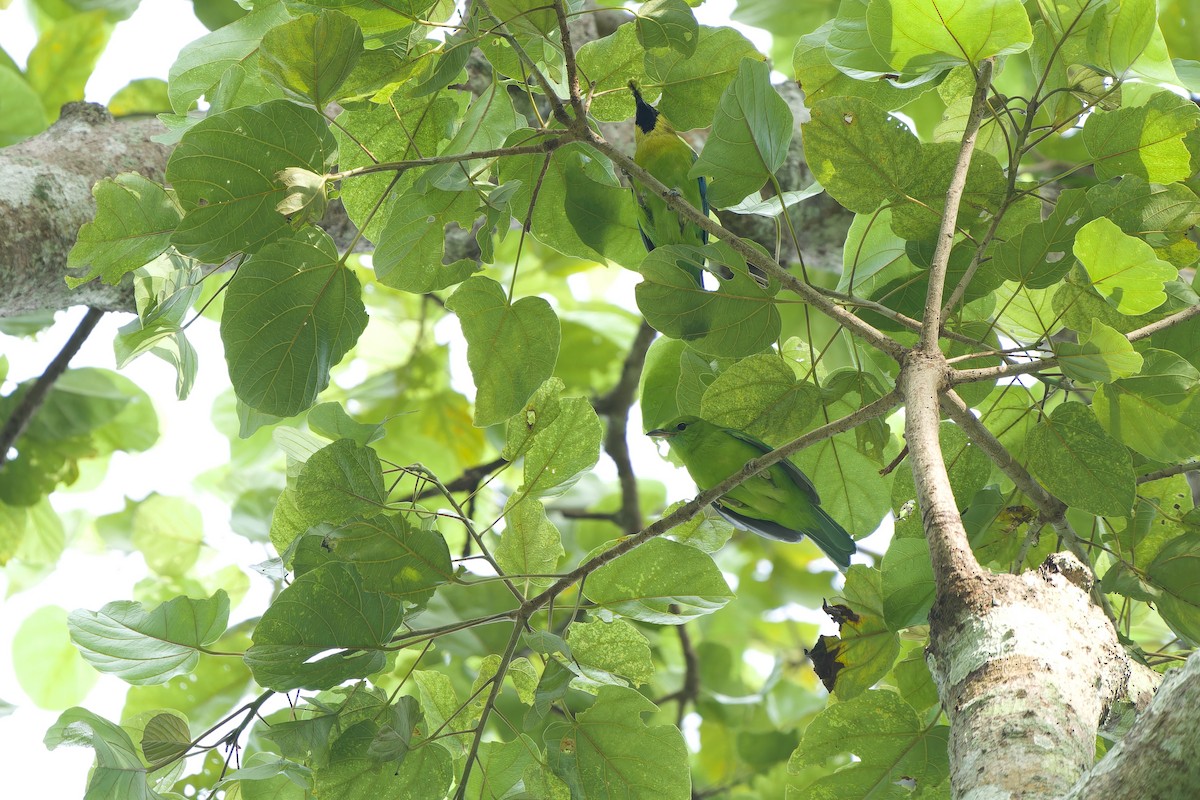 Verdin à ailes bleues - ML620537190