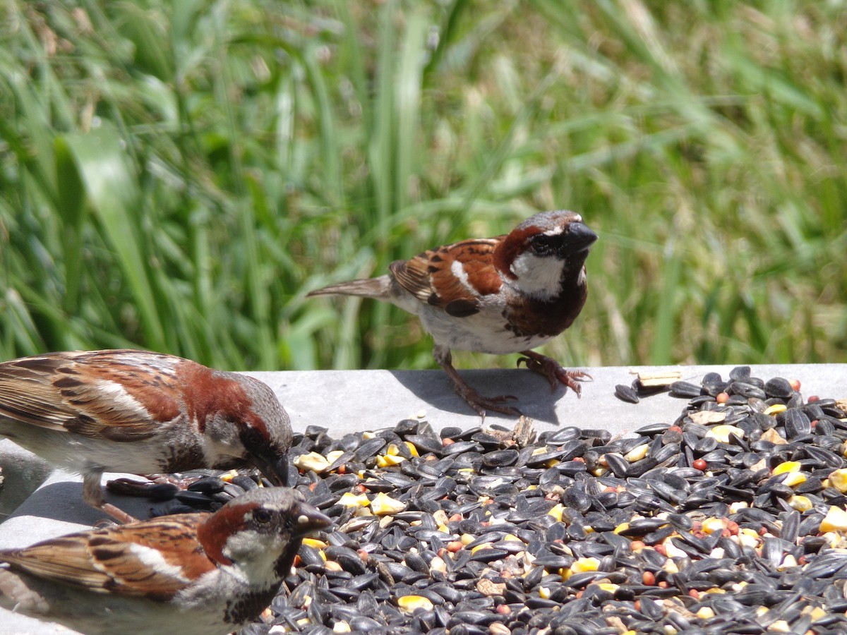 House Sparrow - ML620537208