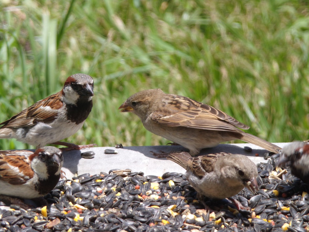 House Sparrow - Texas Bird Family