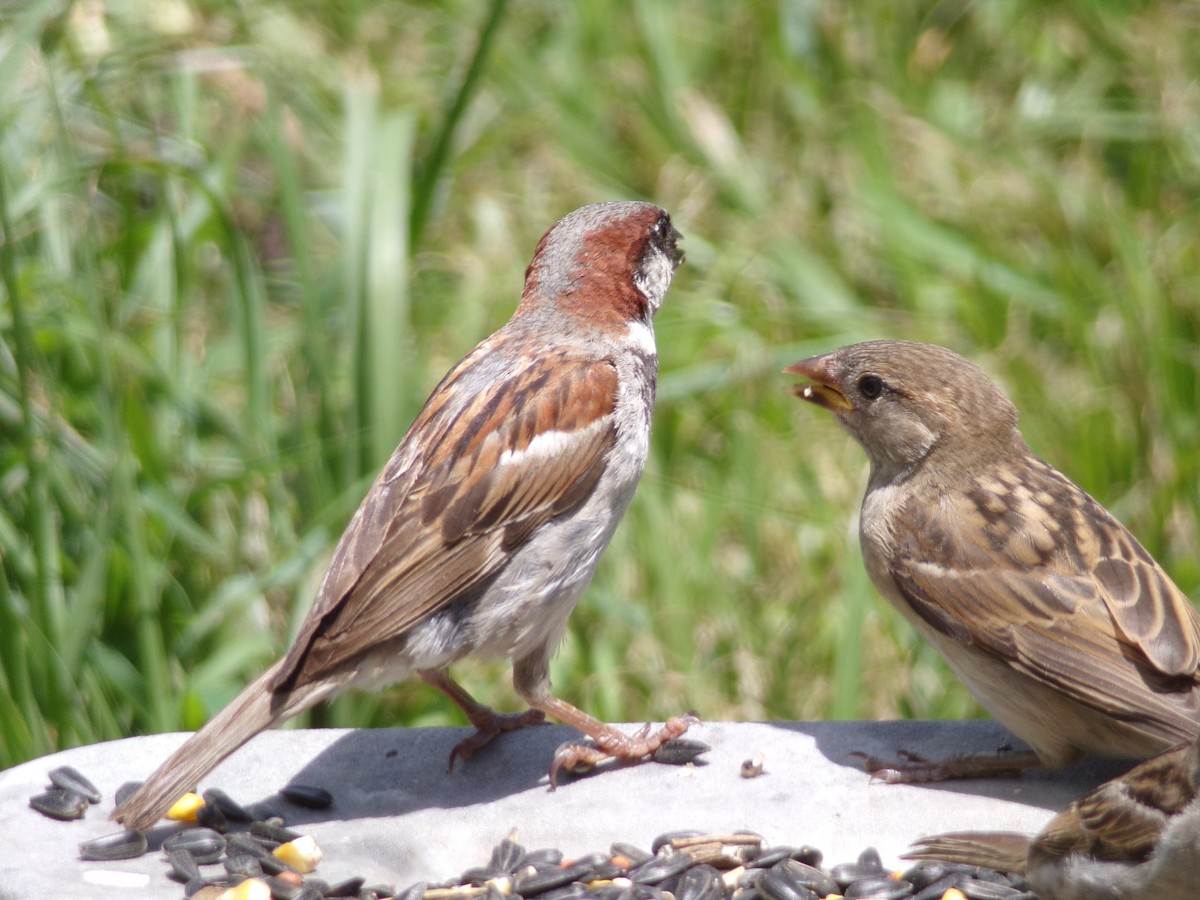 House Sparrow - ML620537210