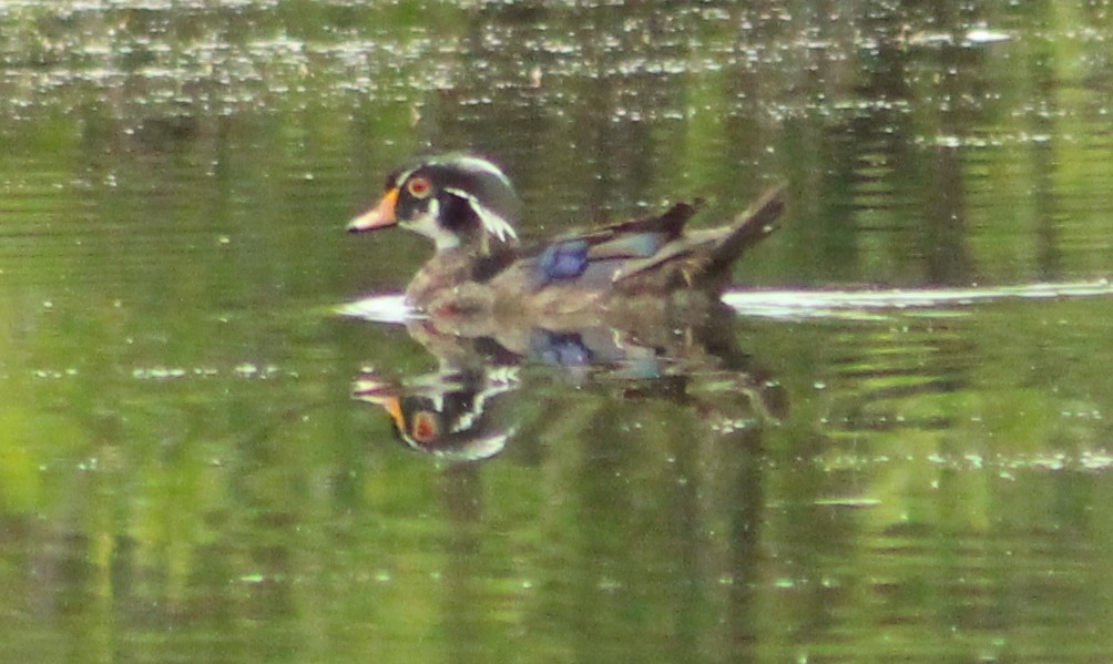 Wood Duck - lydia Harrisson