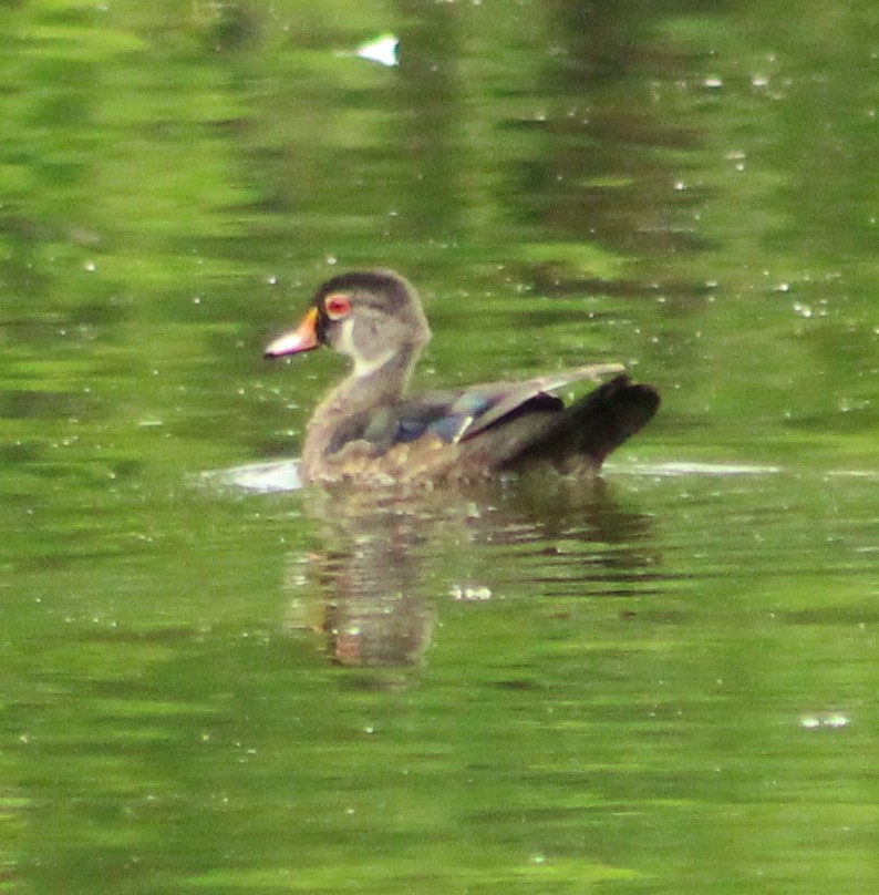 Wood Duck - ML620537217