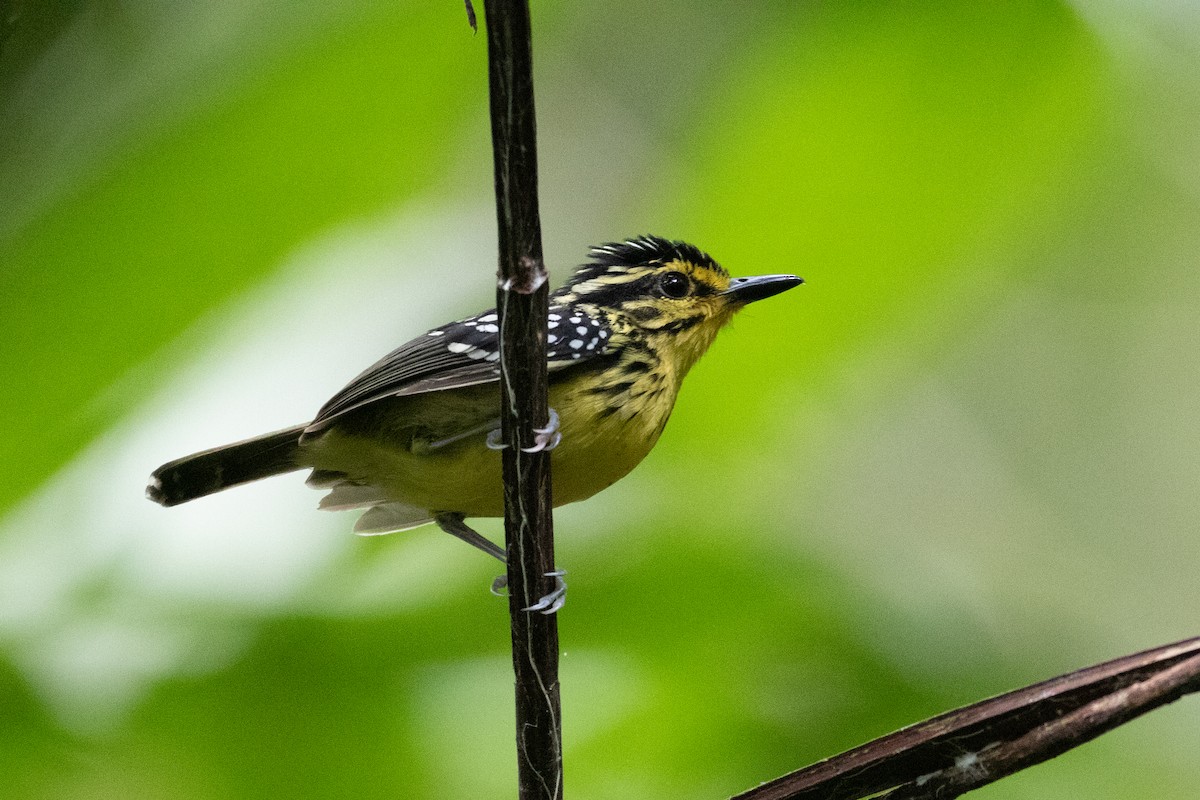 Yellow-browed Antbird - ML620537218