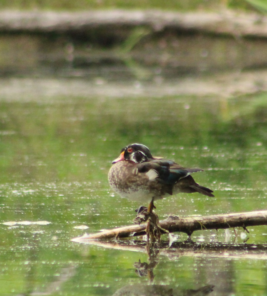 Wood Duck - ML620537219