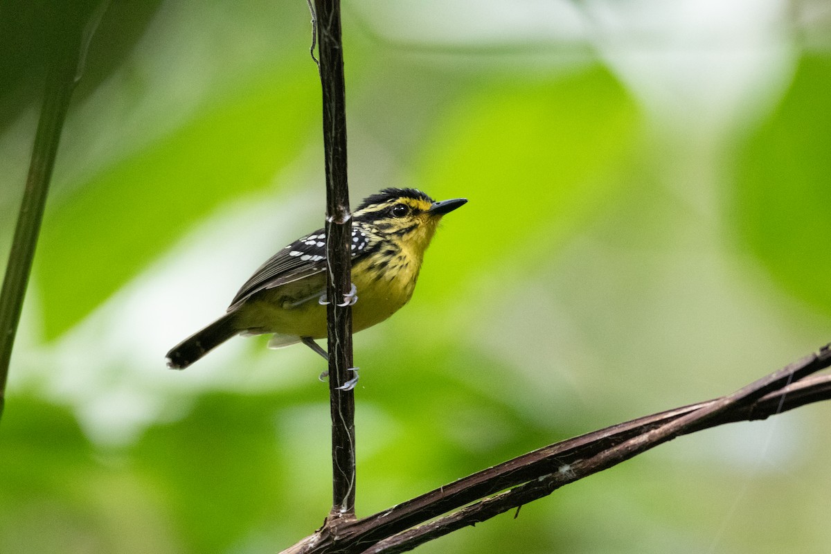 Yellow-browed Antbird - ML620537220