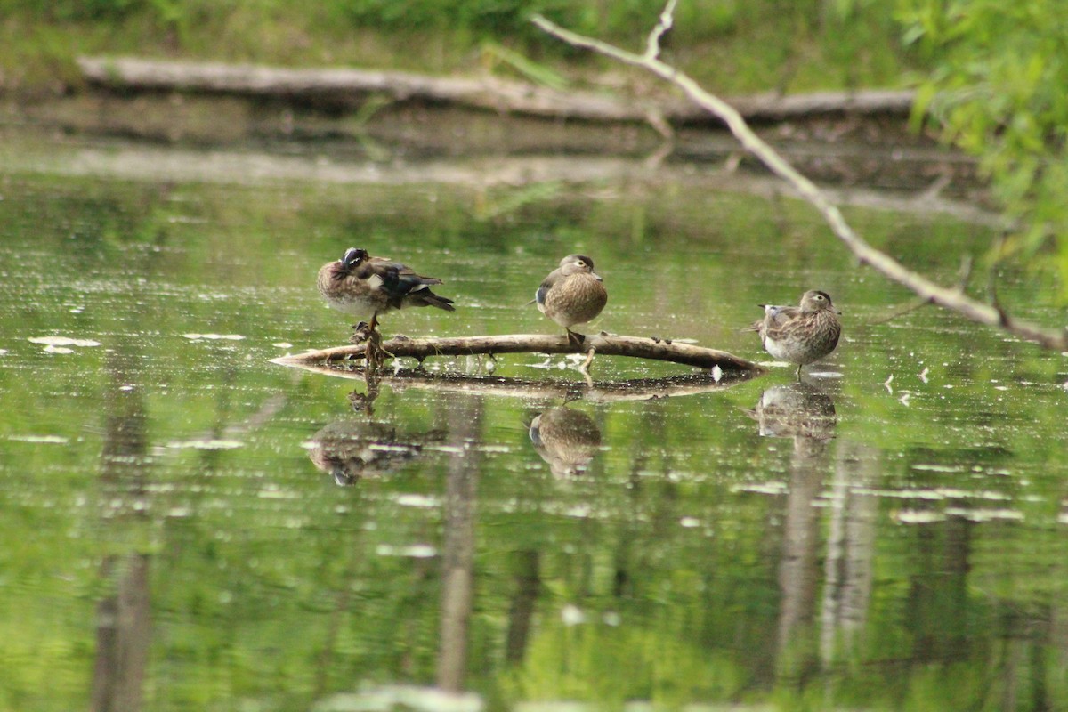 Wood Duck - ML620537221