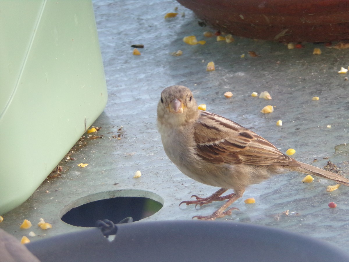 House Sparrow - ML620537222