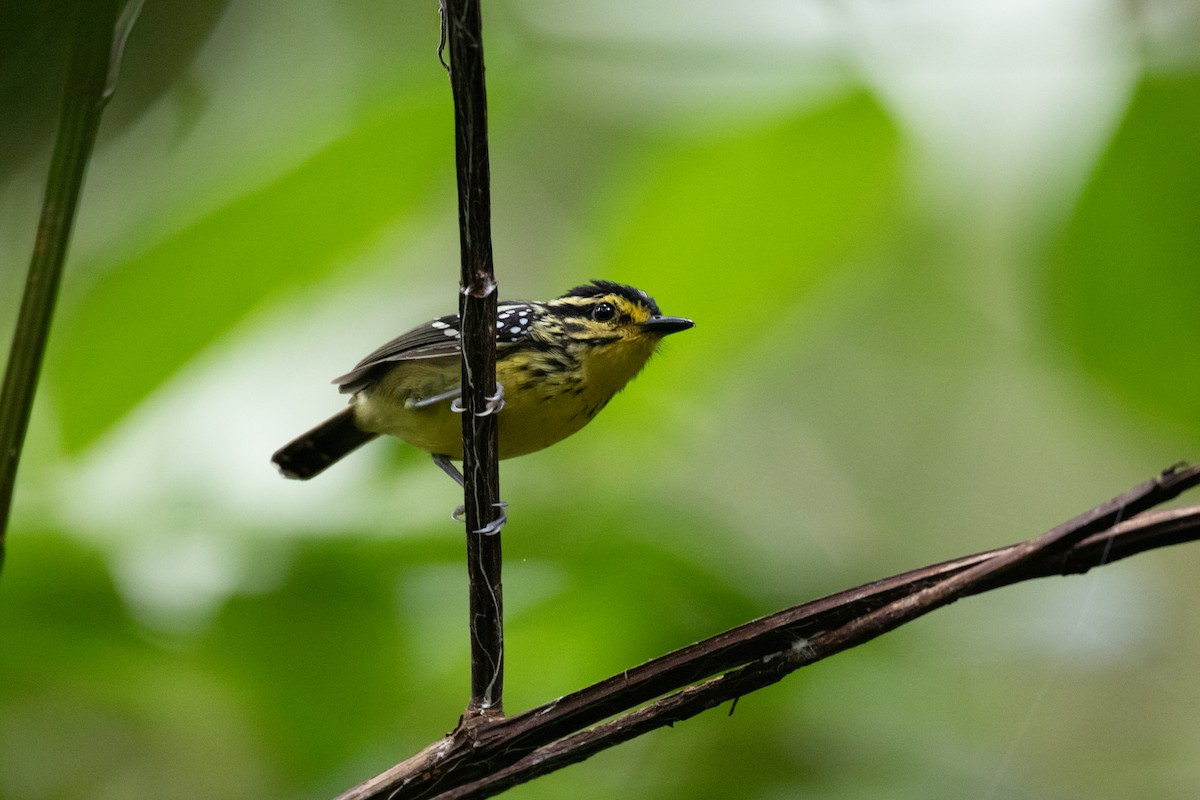 Yellow-browed Antbird - ML620537226