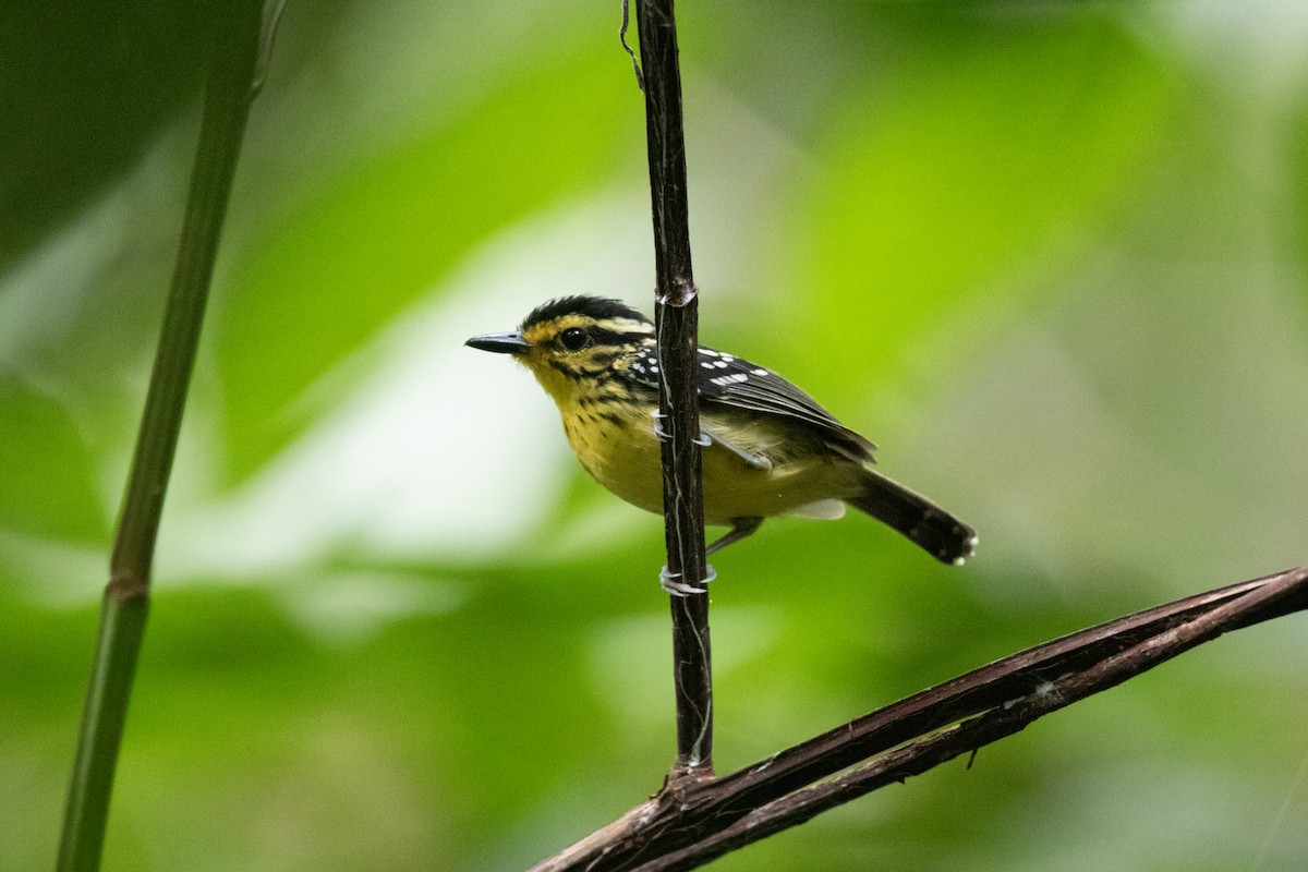 Yellow-browed Antbird - ML620537227