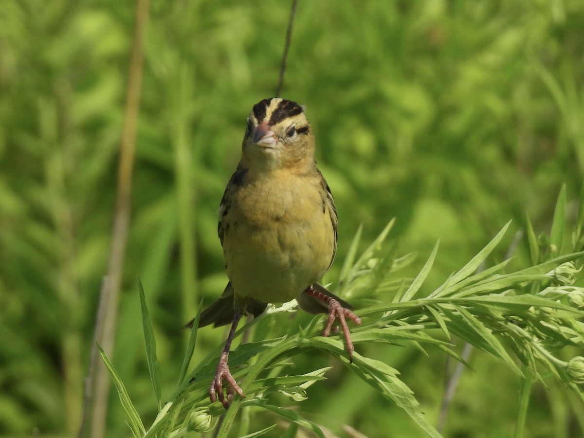 Bobolink - ML620537229