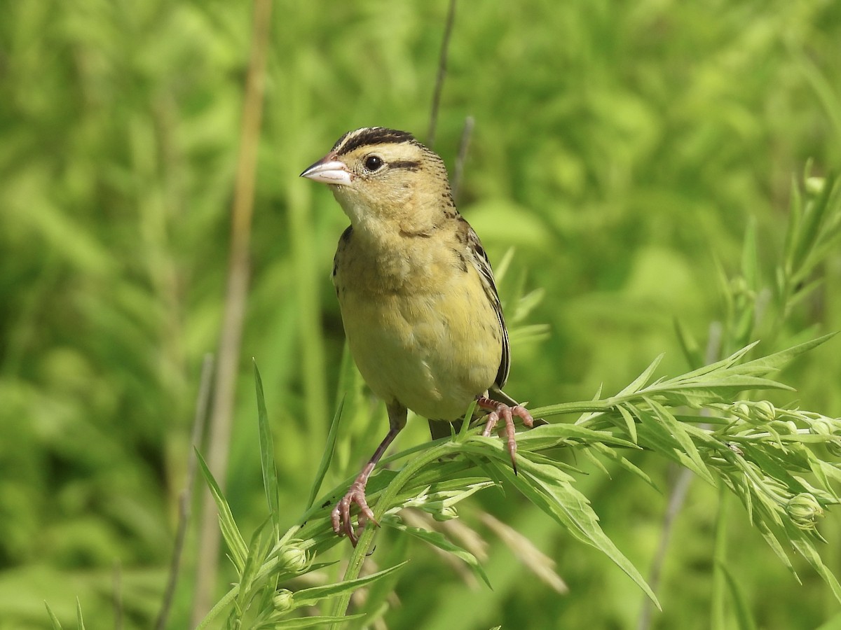 Bobolink - ML620537230