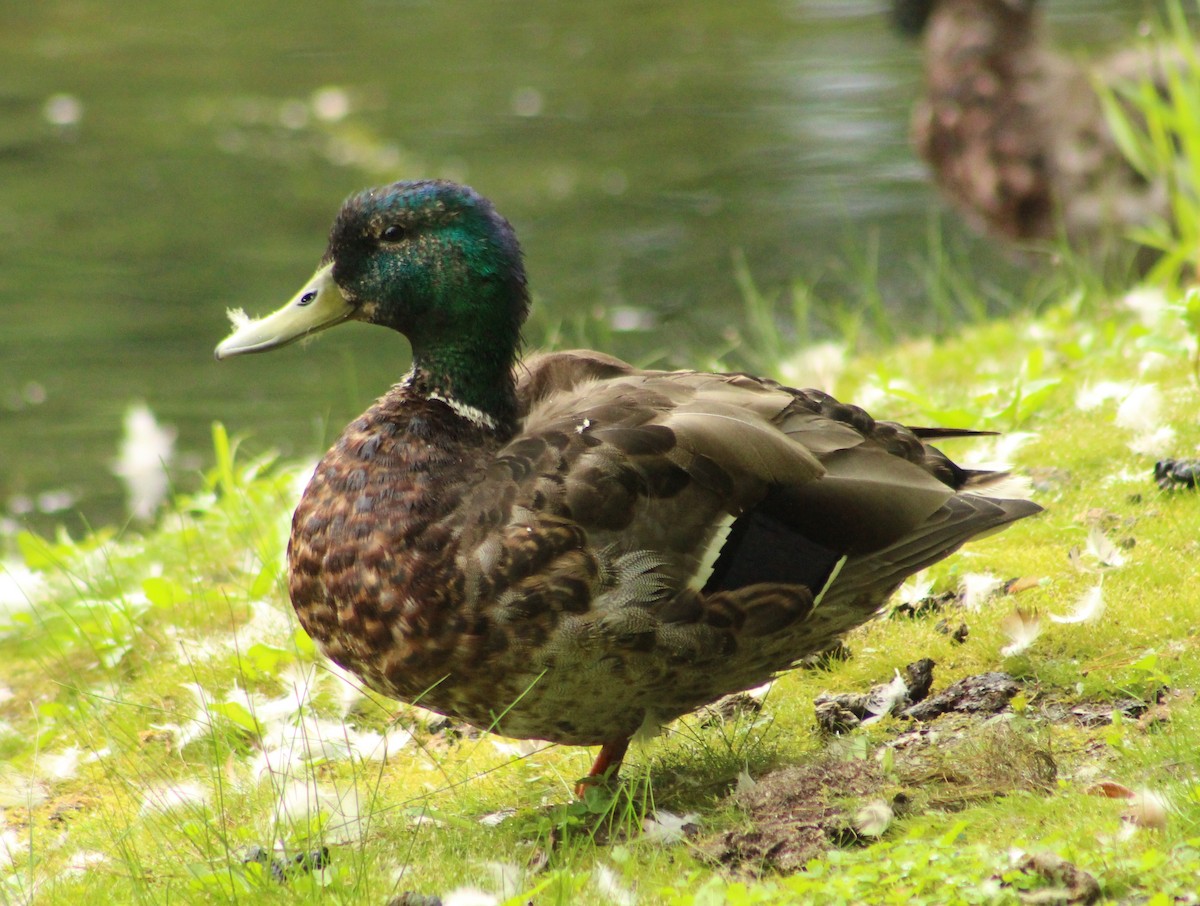 Mallard - lydia Harrisson