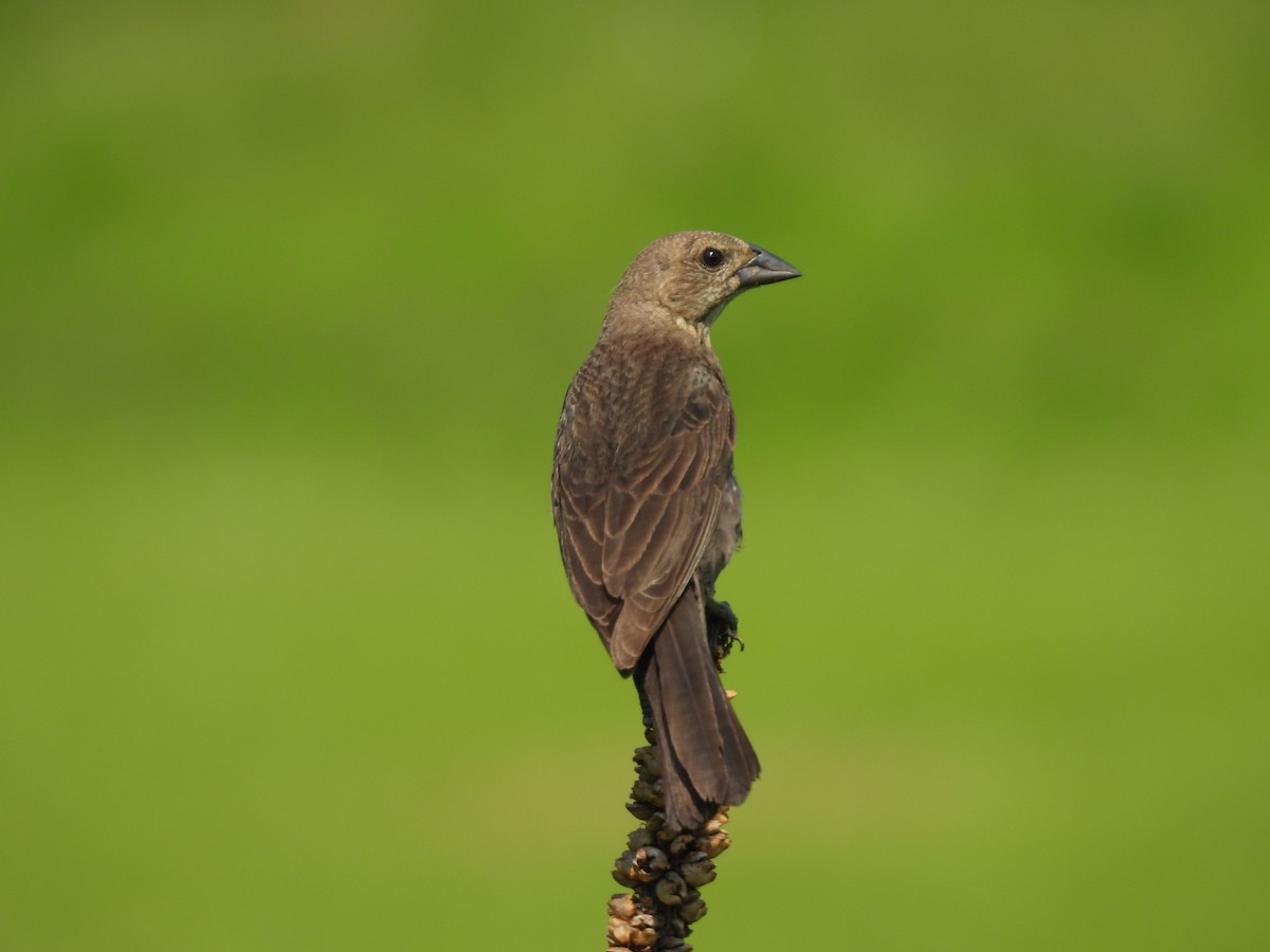 Brown-headed Cowbird - ML620537238
