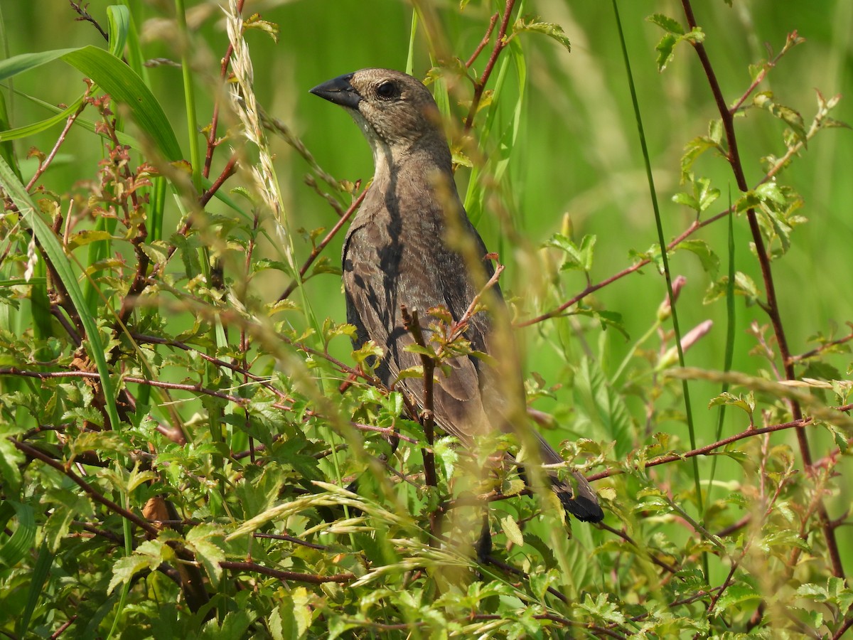 Brown-headed Cowbird - ML620537239