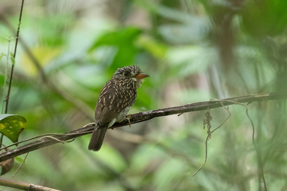 White-chested Puffbird - ML620537240