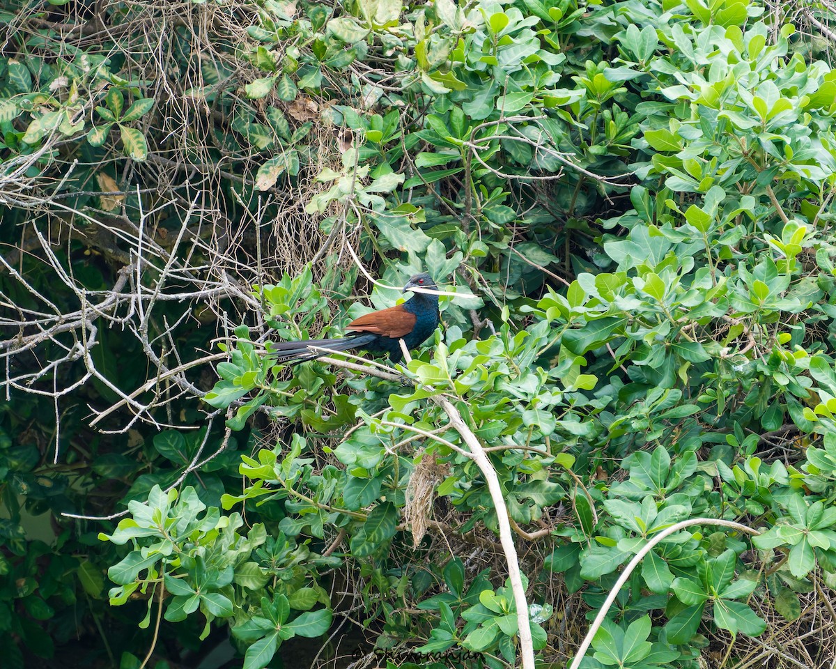 Greater Coucal - ML620537242