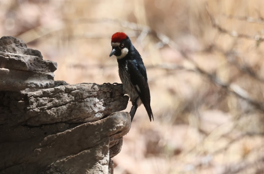 Acorn Woodpecker - ML620537244