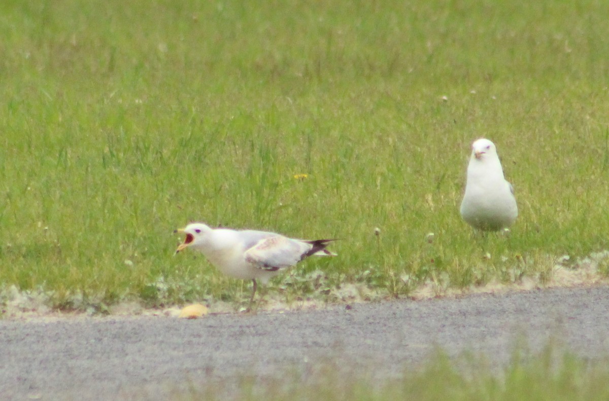 Ring-billed Gull - ML620537249