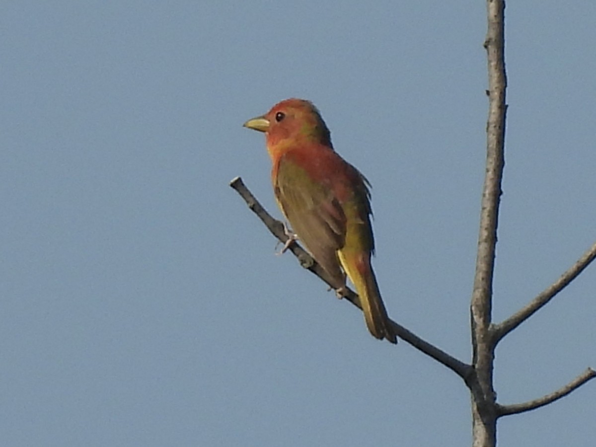 Summer Tanager - ML620537253