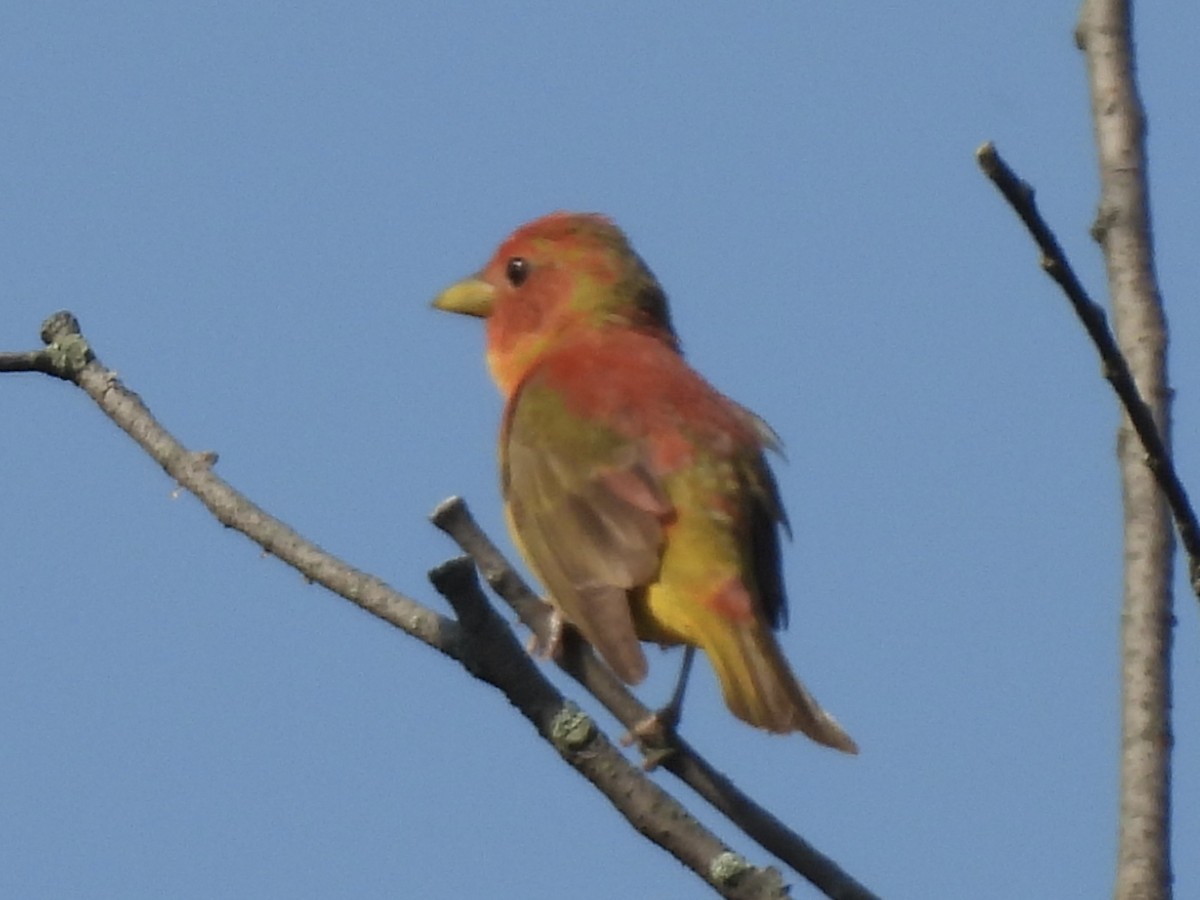 Summer Tanager - ML620537254