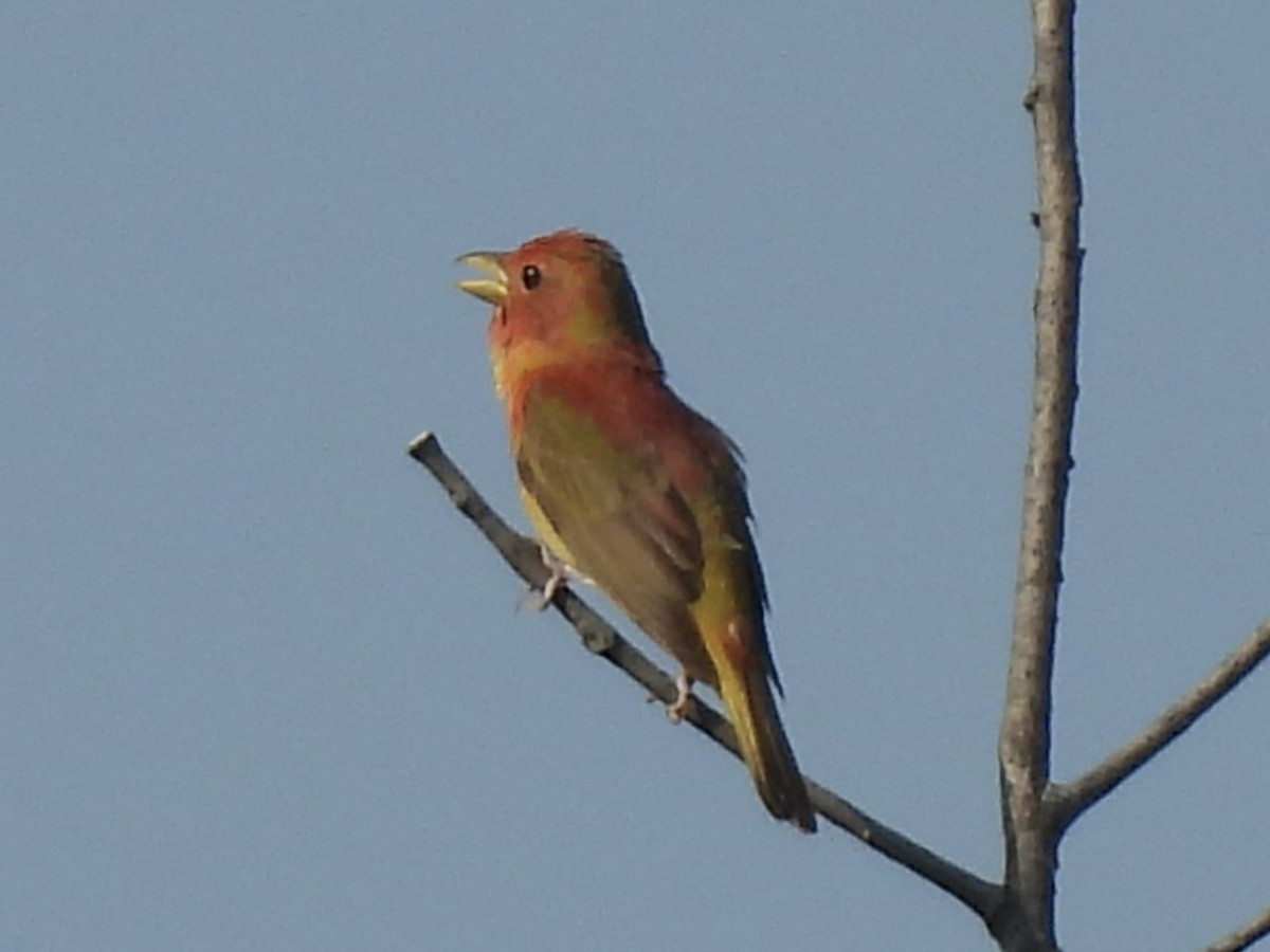 Summer Tanager - ML620537255