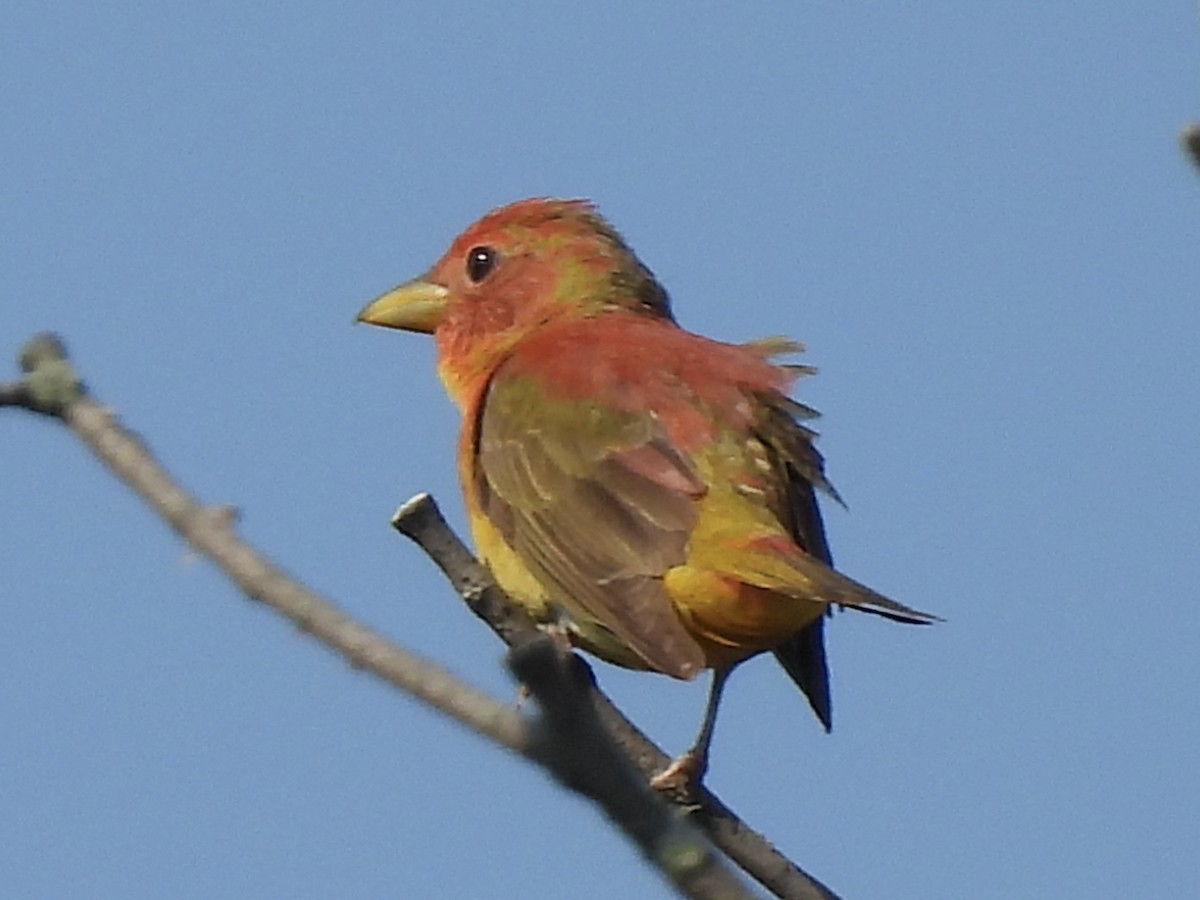 Summer Tanager - ML620537256